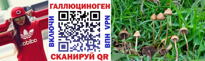 купить   Шимановск  Галлюциногенные грибы Psilocybe 